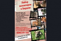 В городе Бердске объявляется набор волонтеров для работы с животными